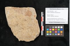 Foto (Objekt + Etikett) von Quercus palaeoilex Ettingshausen (NHMW-GEO-2024-0188-6380)